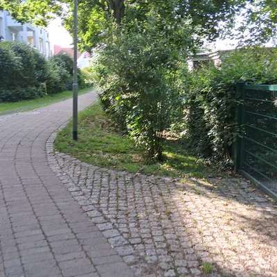 Giftköder-Eichenprozessionsspinner-Bild