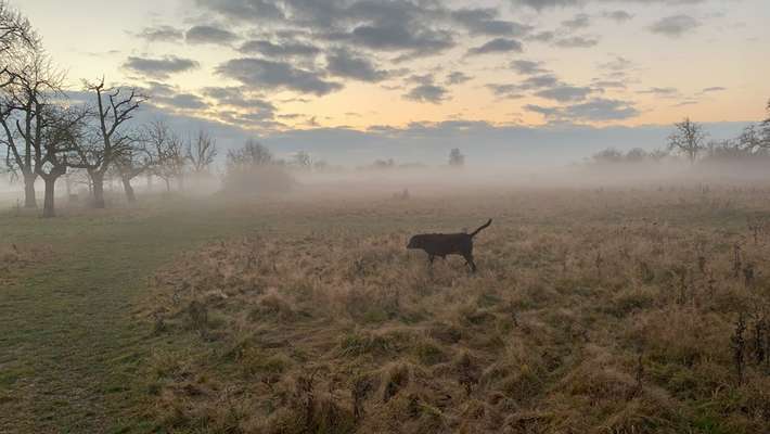 Hundeauslaufgebiet-Heiligenstock-Bild