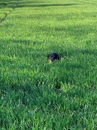 Hundeauslaufgebiet-Lohrberg-Bild