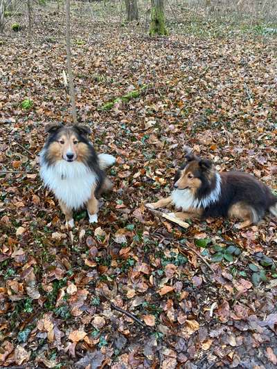 BIG LOVE :) mit 2 Hunden❣️-Beitrag-Bild