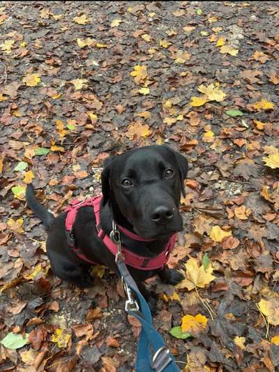 Hundetreffen-Treffen für Training, Spielen und Spazierengehen-Bild