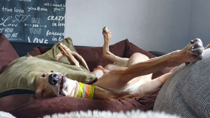 Windhunde - Treffen der besonderen Schönheiten
HERZLICH WILLKOMMEN-Beitrag-Bild