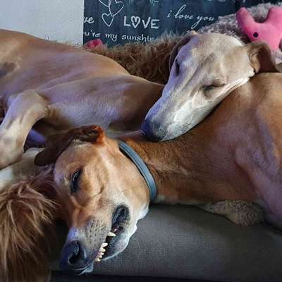 Windhunde - Treffen der besonderen Schönheiten
HERZLICH WILLKOMMEN-Beitrag-Bild