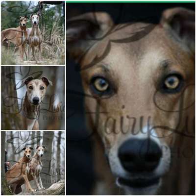 Windhunde - Treffen der besonderen Schönheiten
HERZLICH WILLKOMMEN-Beitrag-Bild