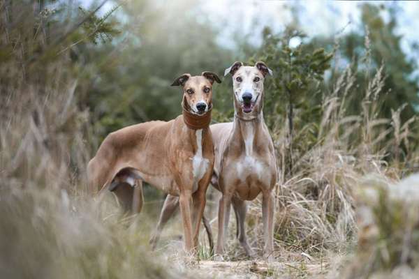 Windhunde - Treffen der besonderen Schönheiten
HERZLICH WILLKOMMEN-Beitrag-Bild