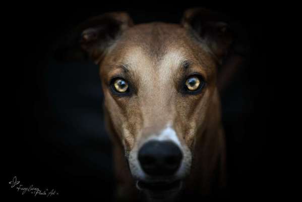 Windhunde - Treffen der besonderen Schönheiten
HERZLICH WILLKOMMEN-Beitrag-Bild