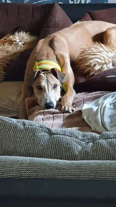 Windhunde - Treffen der besonderen Schönheiten
HERZLICH WILLKOMMEN-Beitrag-Bild