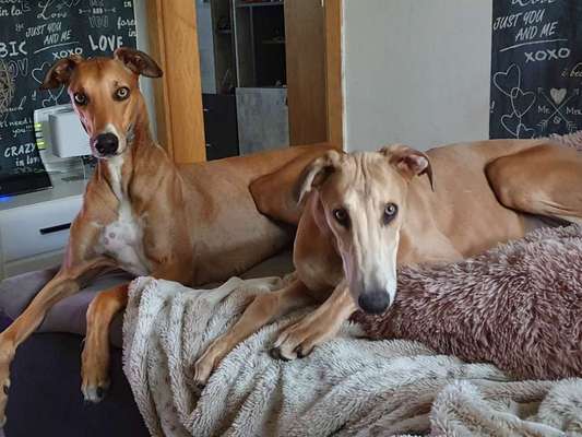 Windhunde - Treffen der besonderen Schönheiten
HERZLICH WILLKOMMEN-Beitrag-Bild