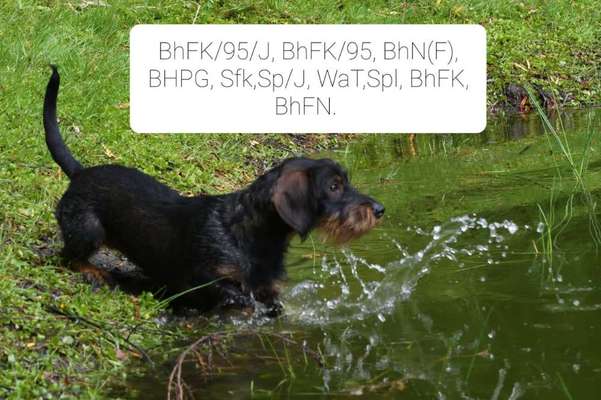 Windhunde - Treffen der besonderen Schönheiten
HERZLICH WILLKOMMEN-Beitrag-Bild