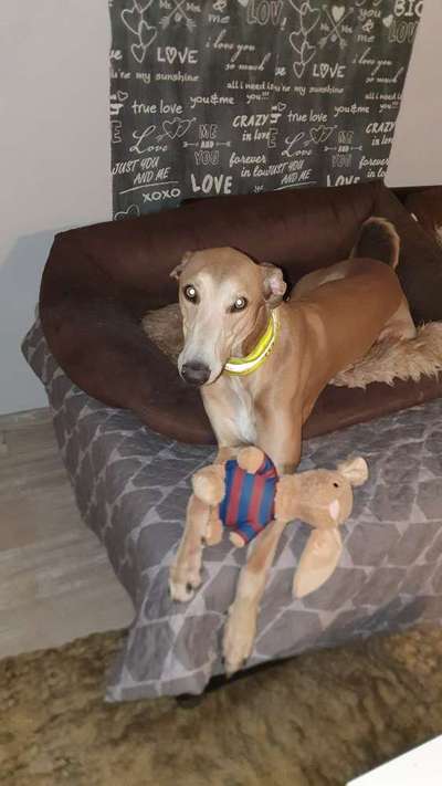 Windhunde - Treffen der besonderen Schönheiten
HERZLICH WILLKOMMEN-Beitrag-Bild