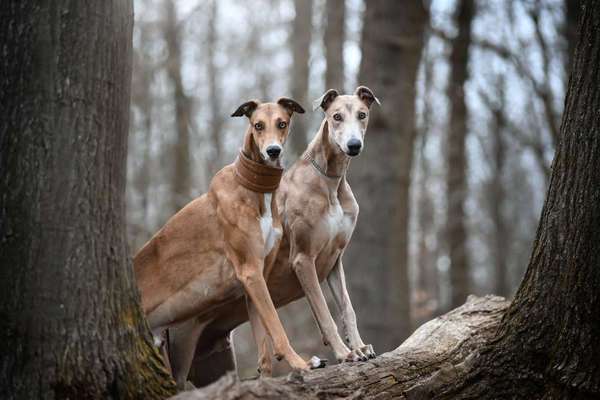 Windhunde - Treffen der besonderen Schönheiten
HERZLICH WILLKOMMEN-Beitrag-Bild