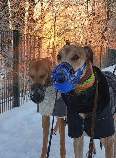 Windhunde - Treffen der besonderen Schönheiten
HERZLICH WILLKOMMEN-Beitrag-Bild