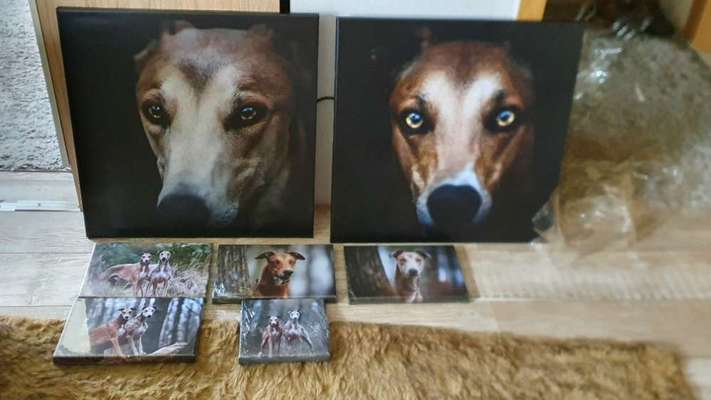 Windhunde - Treffen der besonderen Schönheiten
HERZLICH WILLKOMMEN-Beitrag-Bild