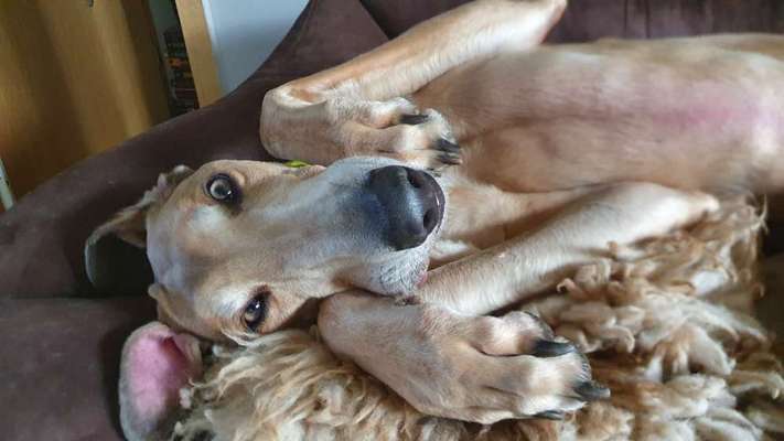 Windhunde - Treffen der besonderen Schönheiten
HERZLICH WILLKOMMEN-Beitrag-Bild