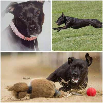 Windhunde - Treffen der besonderen Schönheiten
HERZLICH WILLKOMMEN-Beitrag-Bild