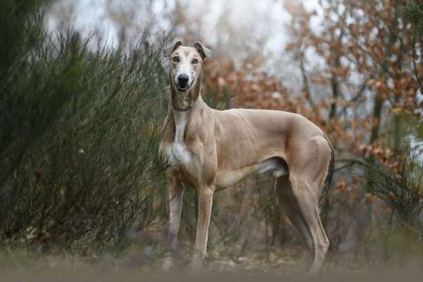 Windhunde - Treffen der besonderen Schönheiten
HERZLICH WILLKOMMEN-Beitrag-Bild