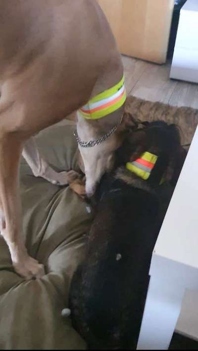 Windhunde - Treffen der besonderen Schönheiten
HERZLICH WILLKOMMEN-Beitrag-Bild