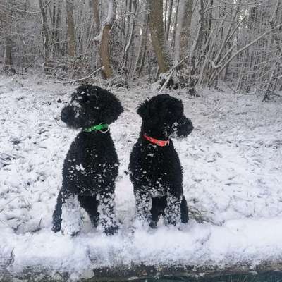 Hundetreffen-Gemeinsam spaziere, auch später Freilauf