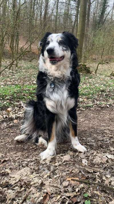 Hundetreffen-Gassi/toben in Kreis Hameln-Bild