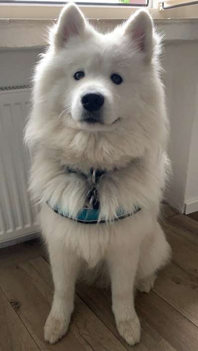 Samojede Besitzer-Beitrag-Bild