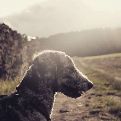 Hundetreffen-Gemeinsame Aktivitäten mit Hund-Bild