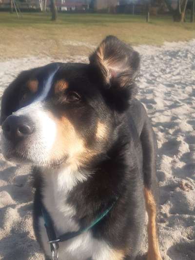 Appenzeller Sennenhunde-Beitrag-Bild