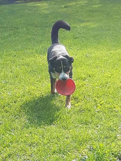 Appenzeller Sennenhunde-Beitrag-Bild