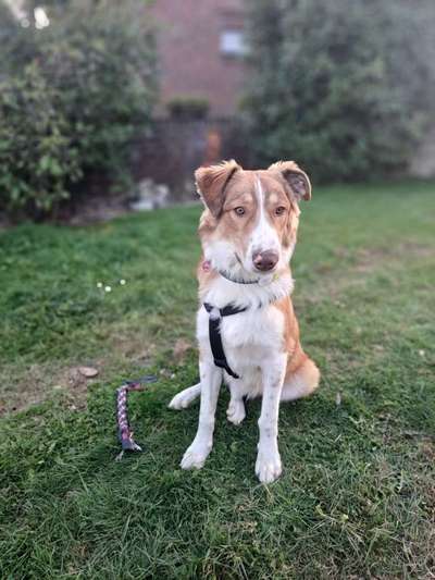 TierschutzhundeStammtisch🐕-Beitrag-Bild