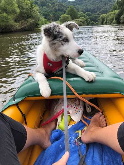 Die Dogorama Wochen Challenge-Beitrag-Bild