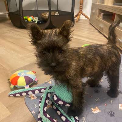 Hundetreffen-Gesellschaft für Spaziergänge-Bild