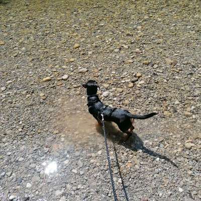 Hundetreffen-Spielen im eingezaunten Garten-Bild