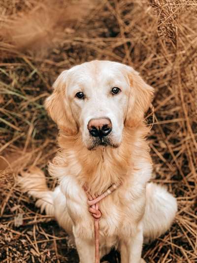 Golden Retriever-Beitrag-Bild