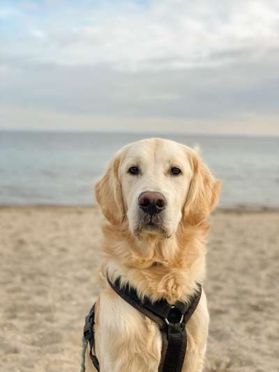 Bellen im Haus-Beitrag-Bild