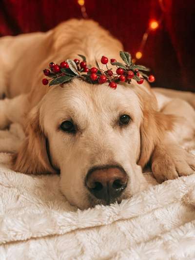 Reinrassige Hunde?-Beitrag-Bild