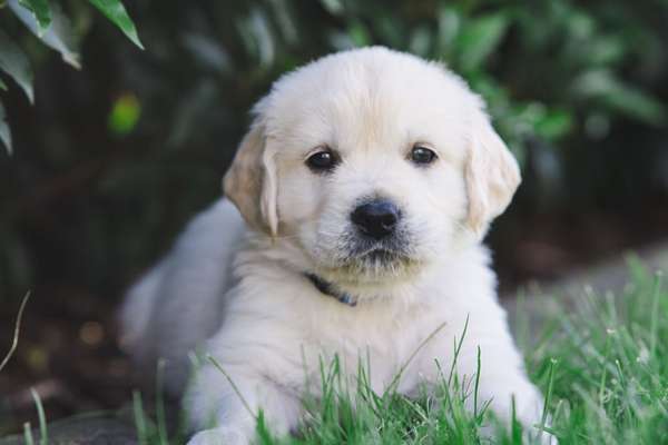 Hundetreffen-Hundefotoshooting Bremen & Umgebung-Bild