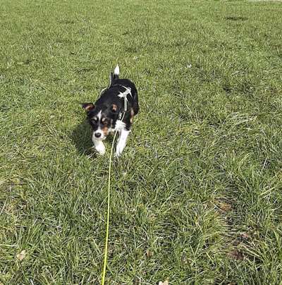 Fotochallenge No. 26                                     Wald und Wiese-Beitrag-Bild