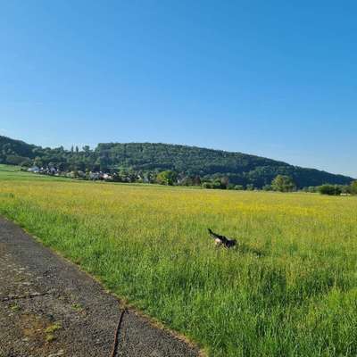 Hundetreffen-Einfach spazieren gehen und quatschen-Bild