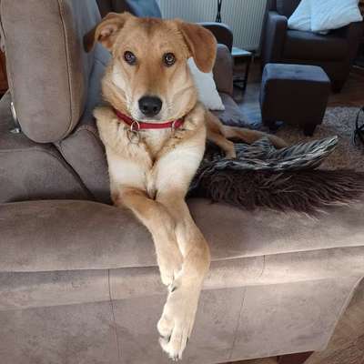 TierschutzhundeStammtisch🐕-Beitrag-Bild