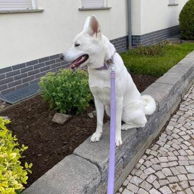 Hundetreffen-Gassi und Spielrunden-Bild