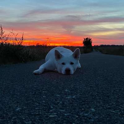 Titelbild Gruppe Akita Inu / American Akita