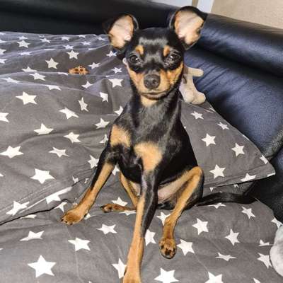 Hundetreffen-Junghund Sina sucht jemand der Lust hat mit gassi zu gehen