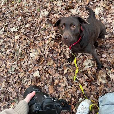 Hundetreffen-Spaziergang / Social Walk-Bild