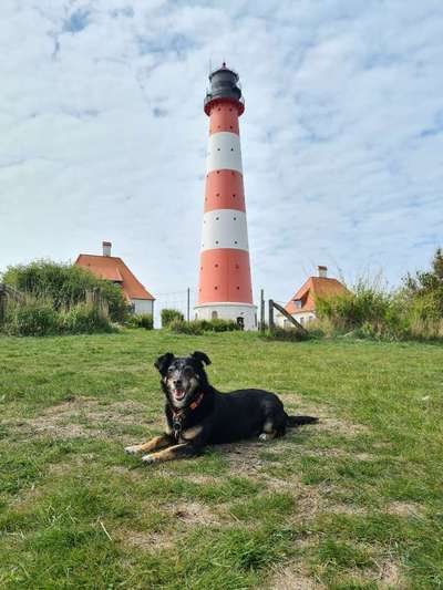 Dogorama Photo Challenge - Portrait-Beitrag-Bild