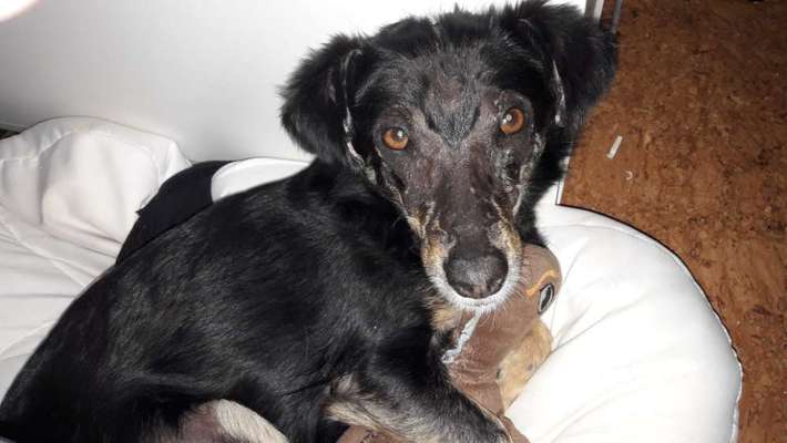 Dogorama Photo Challenge - Portrait-Beitrag-Bild