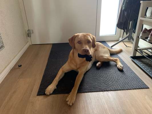 Labradorfans-Beitrag-Bild