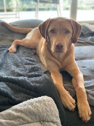 Labradorfans-Beitrag-Bild