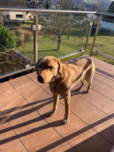 Tipps, Tricks, Klatsch und Tratsch über den Labrador-Beitrag-Bild