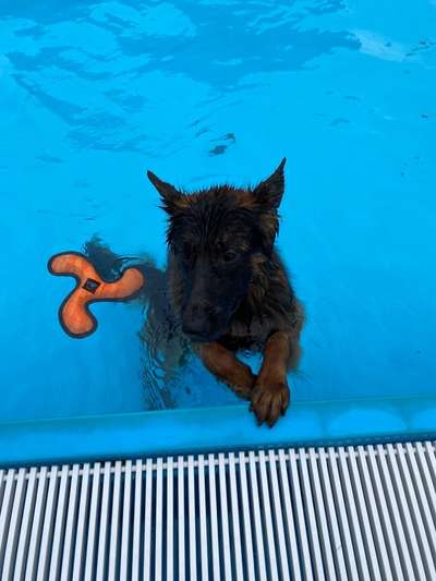 Hundetreffen-Schwimmpartner gesucht ☺️-Bild