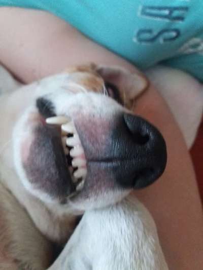 Zeigt mir die tollste Nahaufnahme von eurer Fellnase-Beitrag-Bild