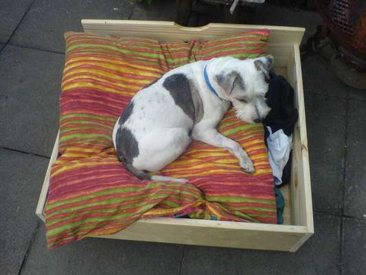 Tierheim-Beitrag-Bild